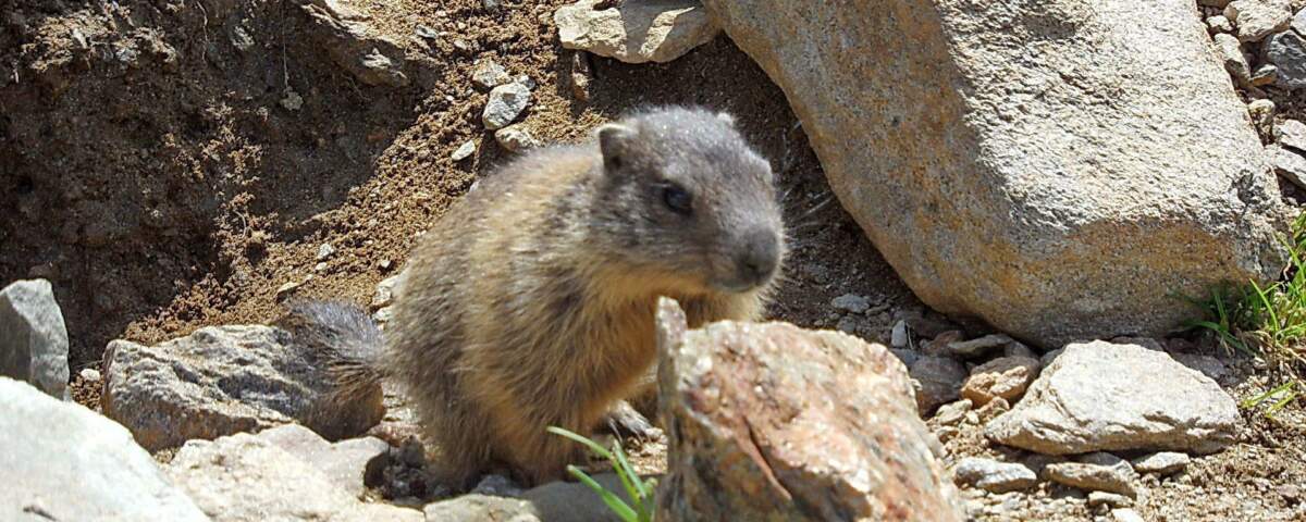 Murmeltier bei Sulzenauhütte