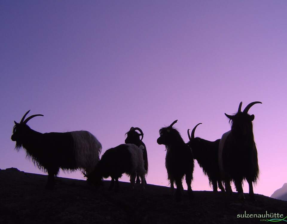 Ziegen bei Sulzenauhütte am Stubaier Höhenweg