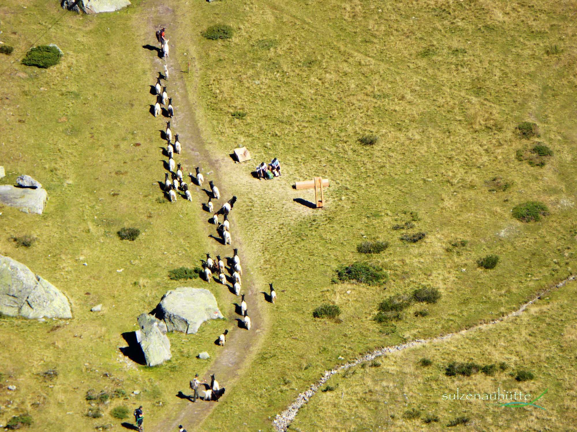 Walliser Schwarzhalsziegen im Sulzenaubecken